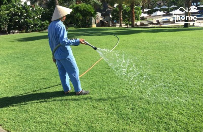 Cần chăm sóc thảm cỏ đúng cách để giữ độ mới và bền